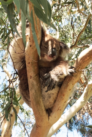 Koala endormie